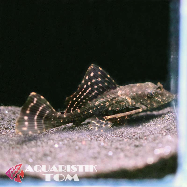 L001 Goldflecken-Segelschilderwels, Glyptoperichthys joselimaianus